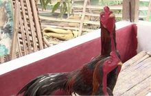 เปลี่ยนขยะให้เป็นรูปปั้นไก่ชน