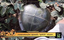 เกษตรกรพิษณุโลก ปลูกแตงโม “รูปหัวใจ” เพิ่มราคา