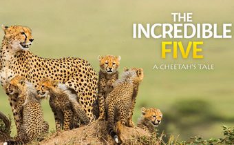The Incredible Five – A Cheetah’s Tale