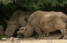 แรดขาวเหนือ 1 ใน 5 ตัวตายแล้ว