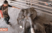 Five minutes BigHERO : น.สพ.ภัทรพล มณีอ่อน HERO  ผู้พิทักษ์สัตว์ป่า ตอนที่ 2/5