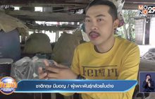 สู้โควิด “เซียนพระ” หันไปเพาะกล้วยใบด่างขาย รายได้ดี