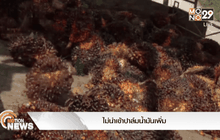 ไม่นำเข้าปาล์มน้ำมันเพิ่ม