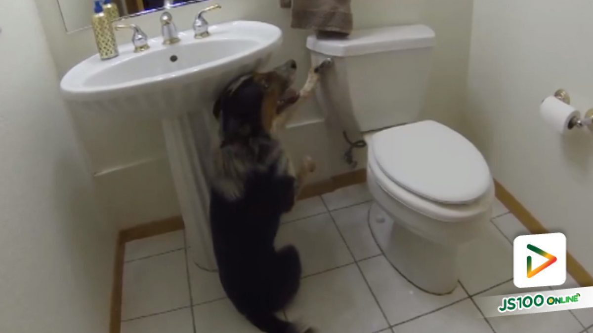 คลิปน้องหมาใช้ห้องน้ำได้เหมือนมนุษย์ (24-04-61)