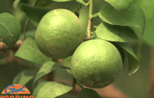 ปลูกมะนาวลอยฟ้าสร้างผลผลิตตลอดปี