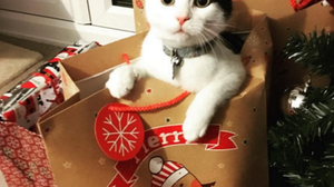 Christmas cats Keeping our Christmas Trees