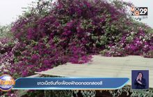 ชาวเน็ตจีนทึ่งเฟื่องฟ้าออกดอกสองสี