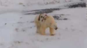 ผู้เชี่ยวชาญชี้หมีขั้วโลกถูกพ่นสีกราฟฟิตีที่ตัวอาจตายได้