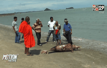 โลมาตำบลดอนสักตายตัวที่3ในรอบ1ปี