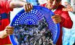 เล็งฟ้องรัฐ-เอกชน ต้นเหตุระบาดปลาหมอคางดำ