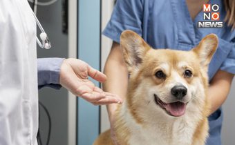 AI ยกระดับวินิจฉัยสัตว์เลี้ยง ก้าวใหม่ของเทคโนโลยี MRI