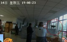 ไล่จับลิงป่าที่หลุดเข้าร้านอาหารในจีน