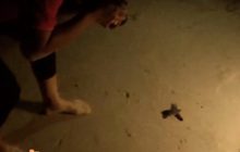 เต่ามะเฟืองชายหาดในทอนฟักตัวลงสู่ทะเลแล้ว