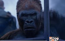 “War for the Planet of the Apes” พร้อมฉาย 13 ก.ค.นี้ ในโรงภาพยนตร์