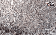 ลักลอบนำเข้ามันสำปะหลังทำราคาดิ่ง กก. ละ 2 บ.