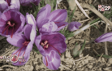 หญ้าฝรั่น-ของดีจากอิหร่าน