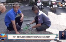 ผวา ตัวเงินตัวทองตัวเท่าจระเข้กินแมวในรีสอร์ท