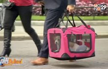 สุนัขตัวใหม่ บ้านเลขที่ 10