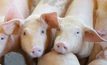 เกษตรกรค้านแนวคิดนำเข้าเนื้อหมูสหรัฐฯ เสี่ยงกระทบวงจรเลี้ยงหมูพังทั้งประเทศ