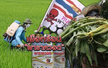 เผือกร้อน “พาราควอต” 18-02-62