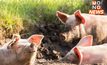กลุ่มผู้เลี้ยงสุกรรายย่อย ยื่นข้อเสนอแก้หมูเถื่อน “ธรรมนัส” สั่งตั้ง Pig Board ชุดใหม่ทันที