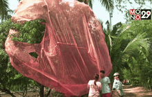 ร้อนจัดกระทบลิ้นจี่สมุทรสงคราม เสียหาย 500 ล้าน