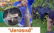 “ปลาจระเข้”ติดไซชาวประมงแม่น้ำโขง