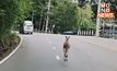 จิงโจ้หลุดสวนสัตว์เชียงใหม่ หนีขึ้นดอยสุเทพ