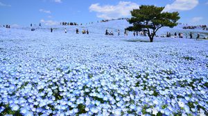 พาชม ทุ่งเนโมฟีล่า ดอกสีฟ้า ที่ญี่ปุ่น พิกัดน่าเที่ยวใกล้โตเกียว!