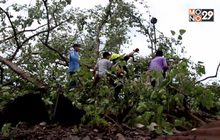 พายุพัดถล่มต้นโพธิ์อายุกว่า 100 ปี ล้มทับบ้าน