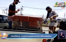 สาวน้ำใจงาม จอดรถช่วยสุนัขจรจัดชักเกร็งนำส่งรักษา