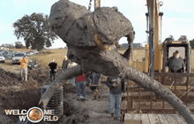 พบโครงกระดูกแมมมอธขนยาวในสหรัฐฯ