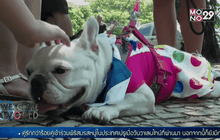 คาร์นิวัลสัตว์เลี้ยงในบราซิล