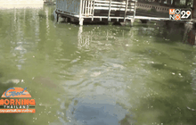 ปลาวัดดัง จ.อ่างทอง กินกล้วยสุก