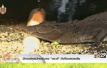 นักกอล์ฟสมัครเล่นเจอ “จระเข้” กัดที่ออสเตรเลีย