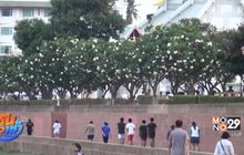 ดอกลีลาวดีบานสะพรั่ง บนถนนสายวัฒนธรรม
