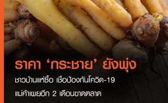 ราคา ‘กระชาย’ ยังพุ่ง ชาวบ้านแห่ซื้อ เชื่อป้องกันโควิด แม่ค้าเผยอีก 2 เดือนขาดตลาด