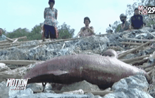 พบซากโลมาเกยตื้น จ.สมุทรปราการ