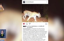 “ลีโอนาร์โด” โพสต์ไอจีขอบคุณเมืองไทย อนุรักษ์เสือโคร่ง