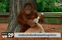 แม่อุรังอุตังเลี้ยงเสือน้อยเหมือนลูกตัวเอง