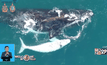 โดรนสำรวจวาฬหายากในออสเตรเลีย