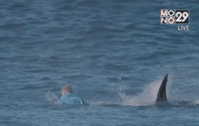 แชมป์โต้คลื่นถูกฉลามโจมตี