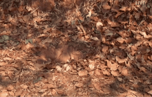 แม่สารภาพฆ่าทารกฝังดิน