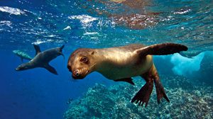 หมู่เกาะกาลาปากอส (Galapagos) ดินแดนของสัตว์หายาก หนึ่งเดียวในโลก!
