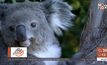 โครงการอนุรักษ์โคอาลาในออสเตรเลีย