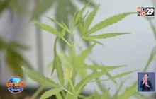 ป.ป.ส.เตือนปลูกกัญชงที่บ้าน ผิดกฎหมาย