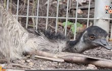 เชียงใหม่ – ไนท์ซาฟารี  ยก “นกอีมู” เป็นพ่อดีเด่นแห่งปี