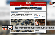 สื่อนอกตีข่าวแมลงไทยสร้างมิติใหม่วงการอาหาร