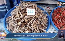 กระชายขาว-ขิง ปรับราคาสูงขึ้นกว่า 1 เท่าตัว