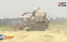 เริ่มจ่ายเงินโครงการประกันรายได้เกษตรกรผู้ปลูกข้าว